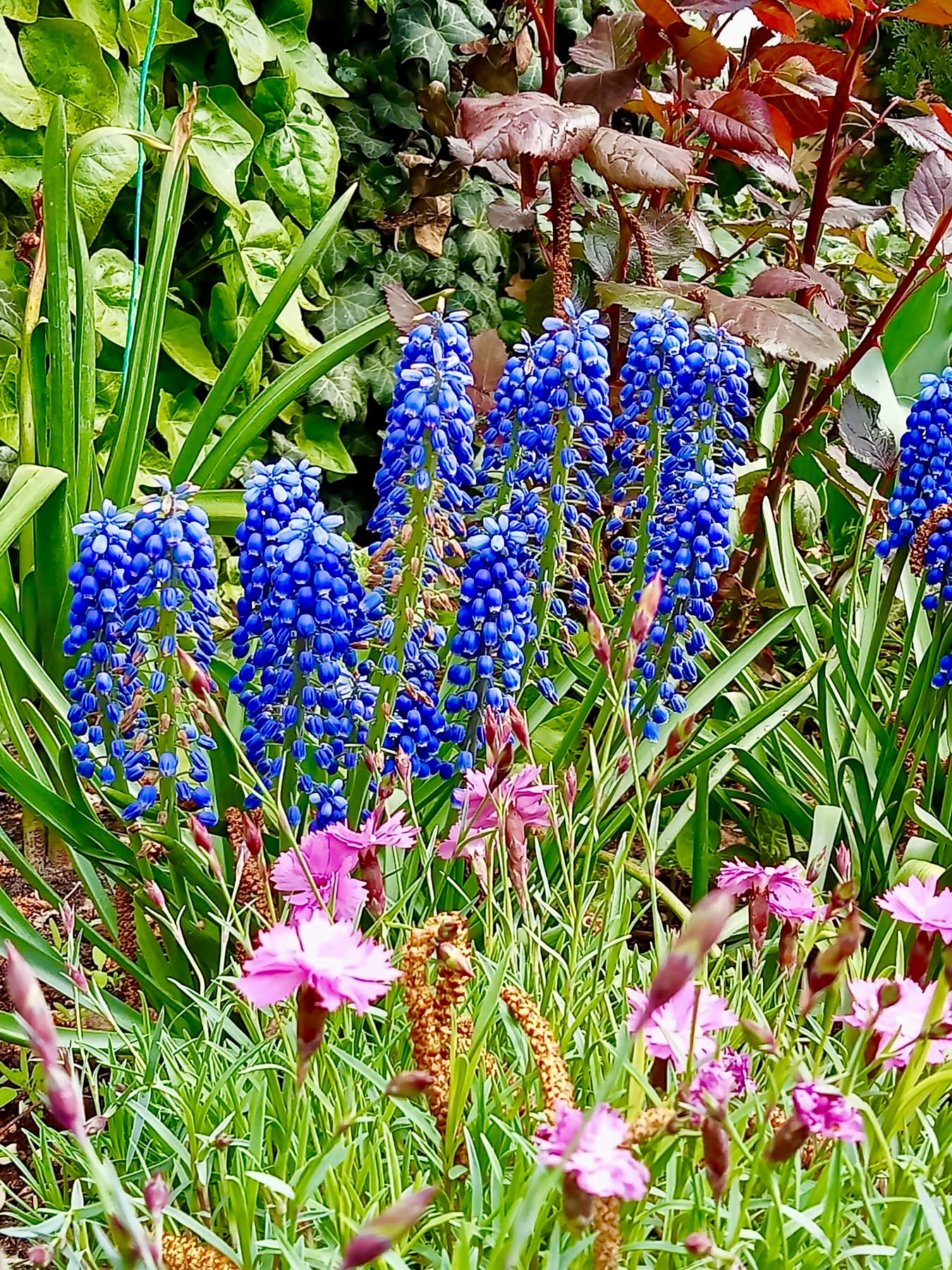 Szigetszentmiklós Garden-Cafe